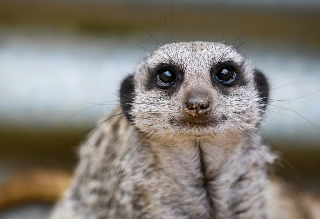 Secret Valley Wildlife Park - YourDaysOut