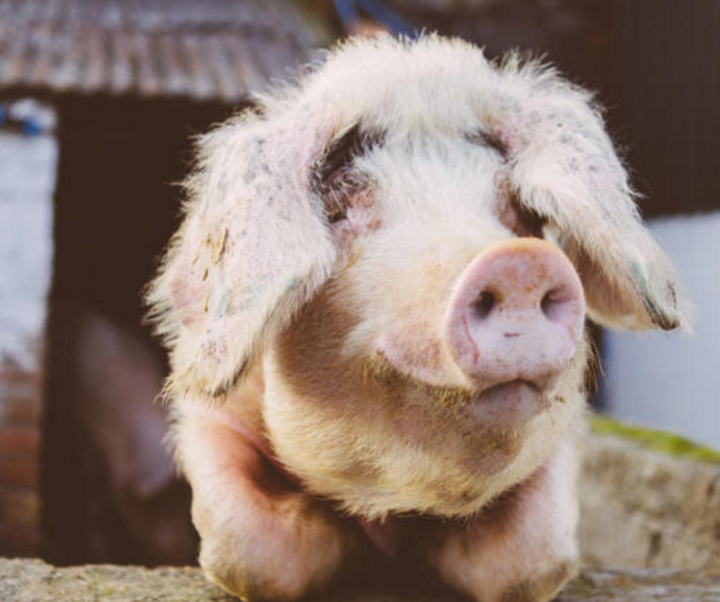 The Ark Open Farm - YourDaysOut