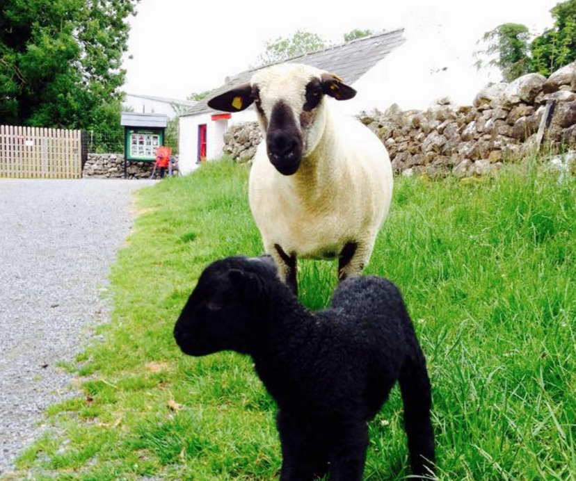 Glendeer Pet Farm - YourDaysOut