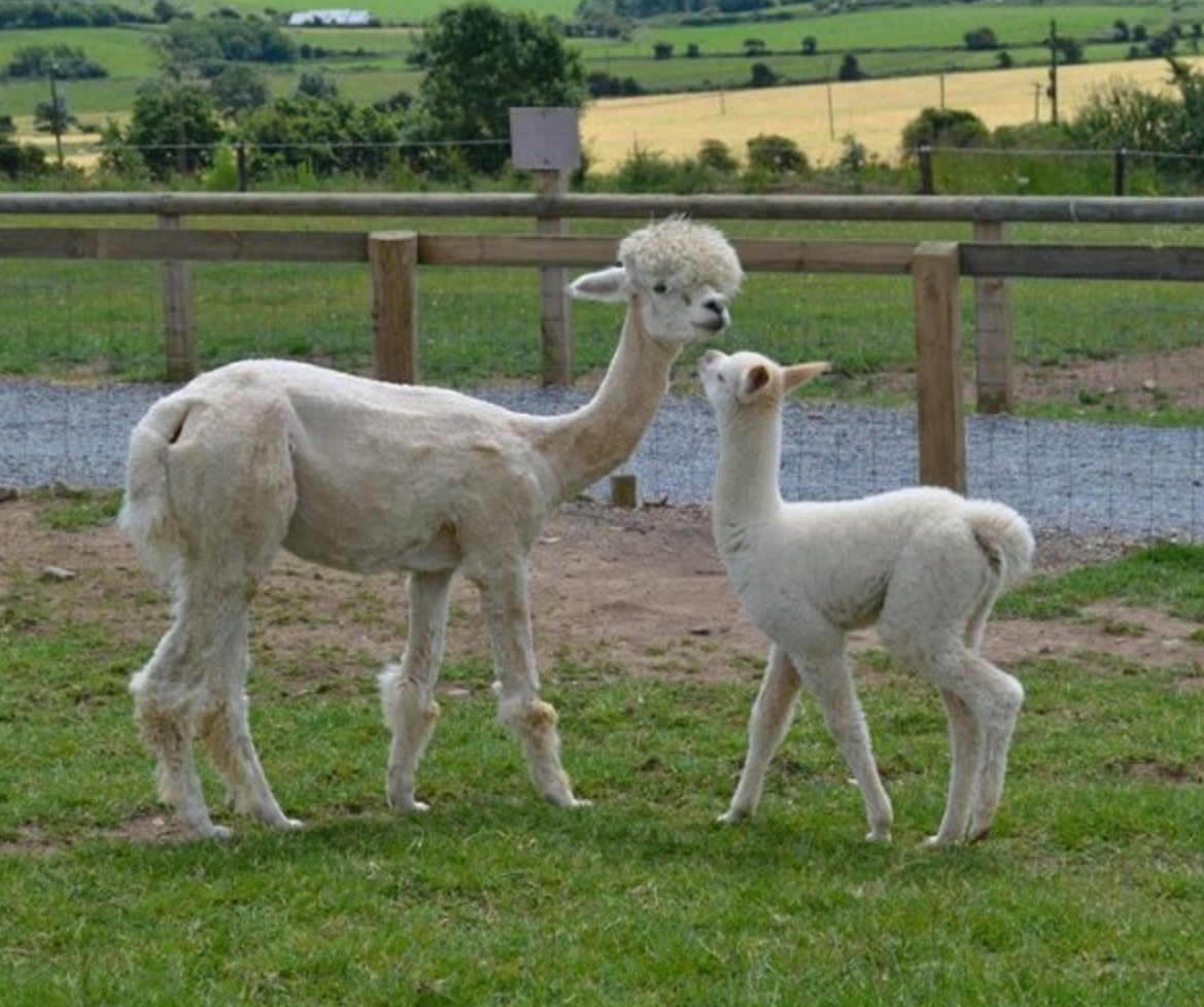 Ardmore Open Farm - YourDaysOut