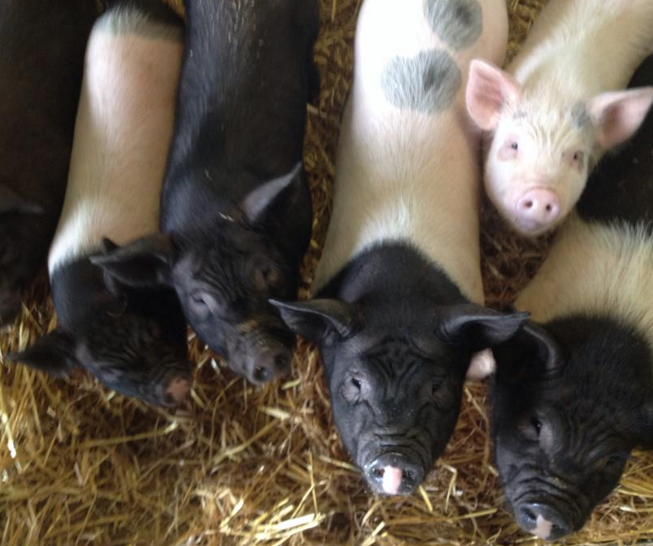 Copper Coast Mini Farm - YourDaysOut