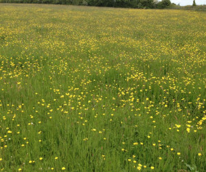 Things to do in County Limerick, Ireland - Buttercup Farm - YourDaysOut