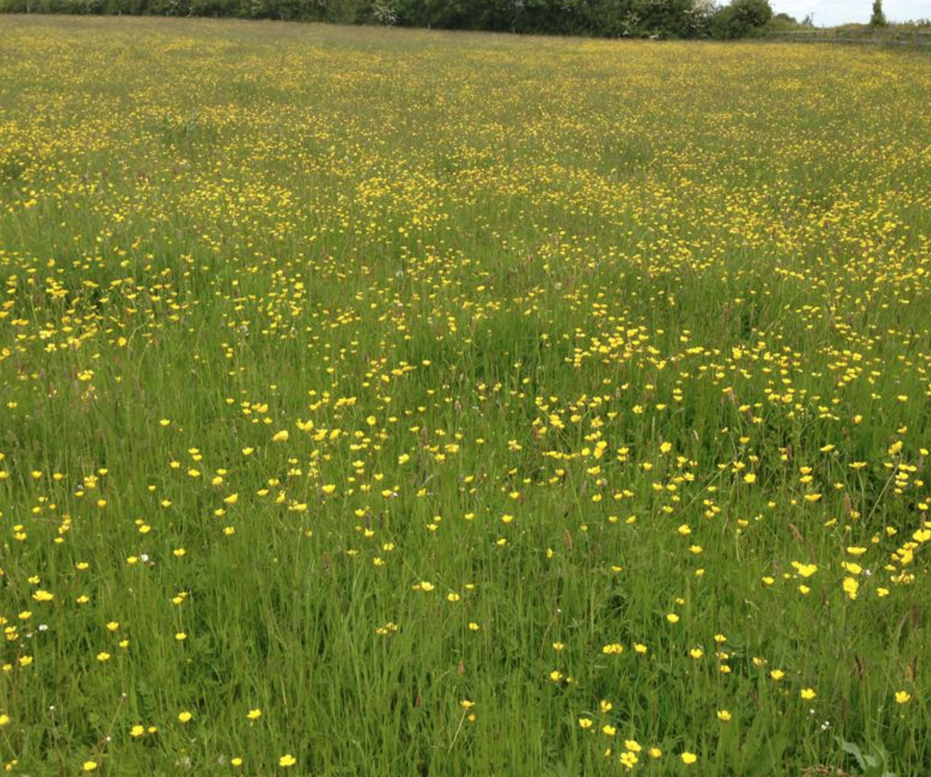 Buttercup Farm - YourDaysOut