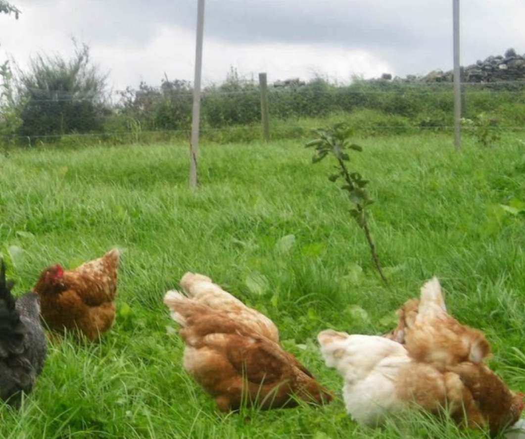 An Cnoc Ban Farm - YourDaysOut