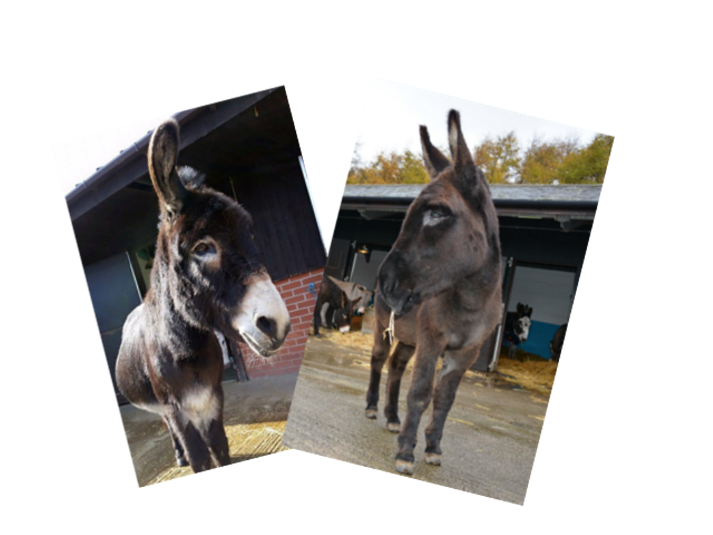 Donkey Sanctuary Manchester - YourDaysOut