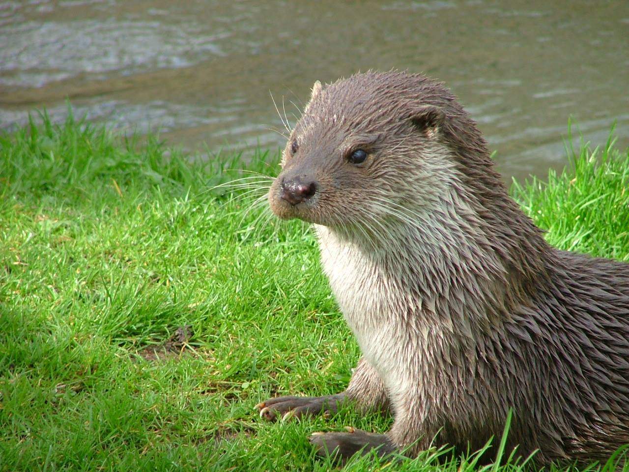 Things to do in County Kerry, Ireland - Tralee Bay Wetlands Centre - YourDaysOut