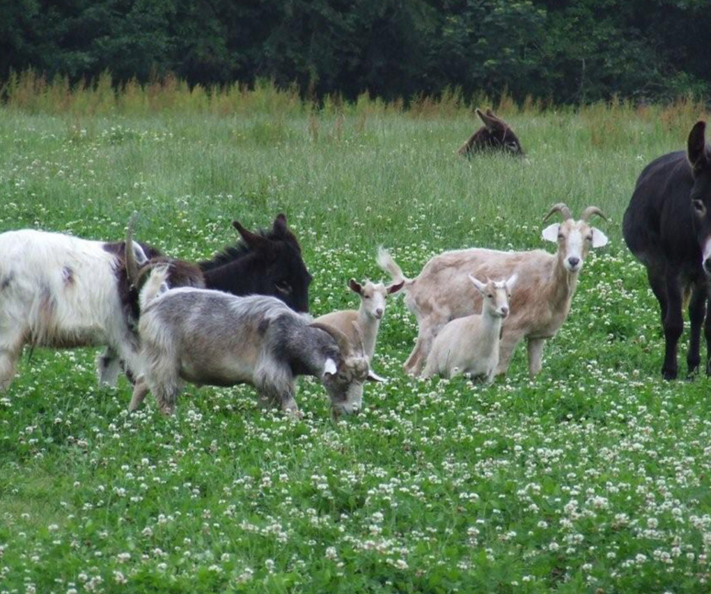 Things to do in County Wexford, Ireland - Ballycross Apple Farm - YourDaysOut