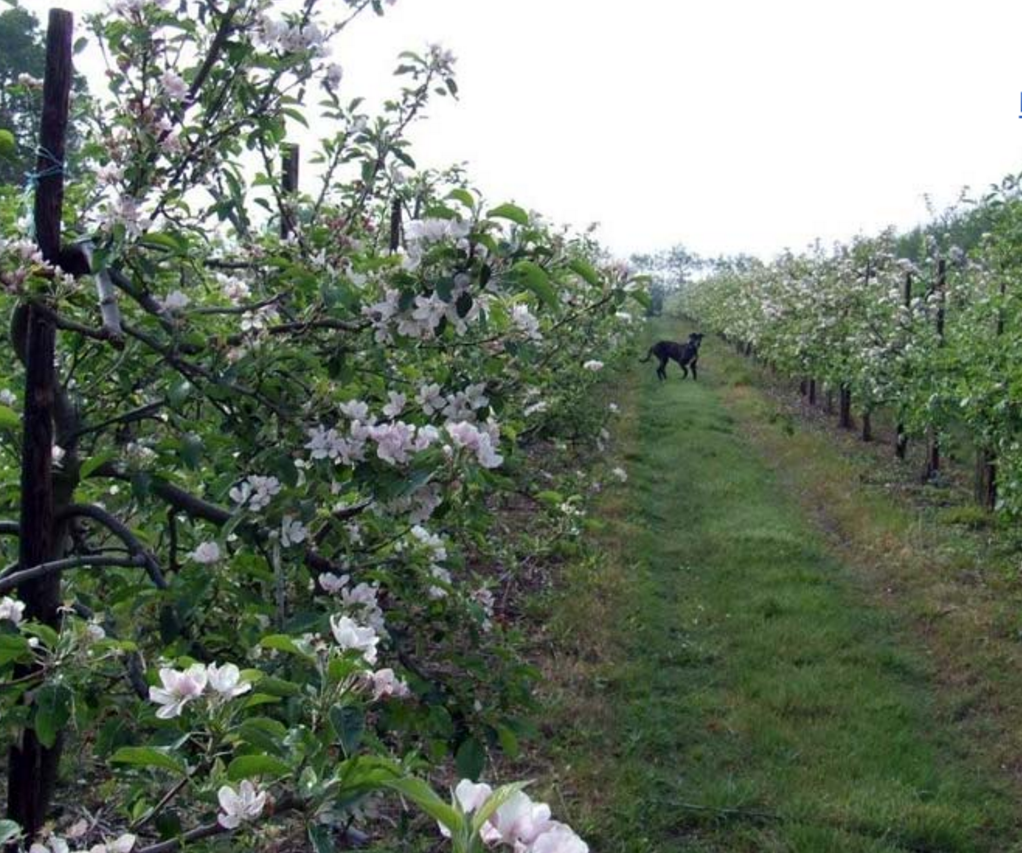 Things to do in County Wexford, Ireland - Ballycross Apple Farm - YourDaysOut - Photo 2