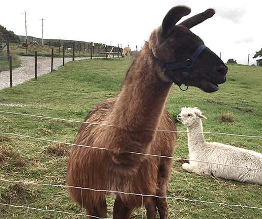 Errigal View Pet Farm - YourDaysOut