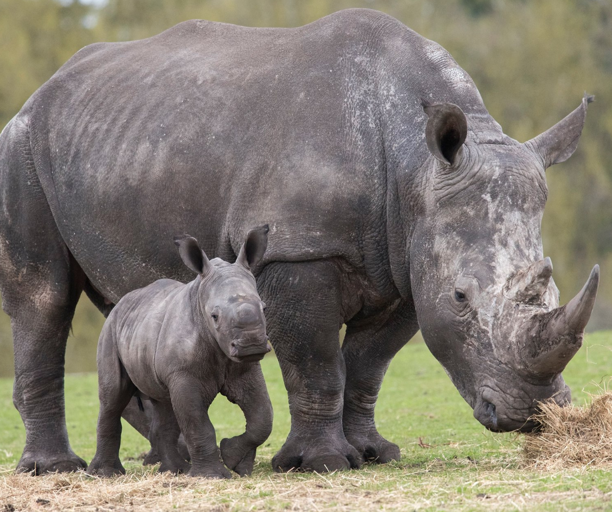 West Midlands Safari Park - YourDaysOut