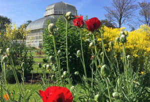 Things to do in County Dublin, Ireland - Botanic Gardens - YourDaysOut