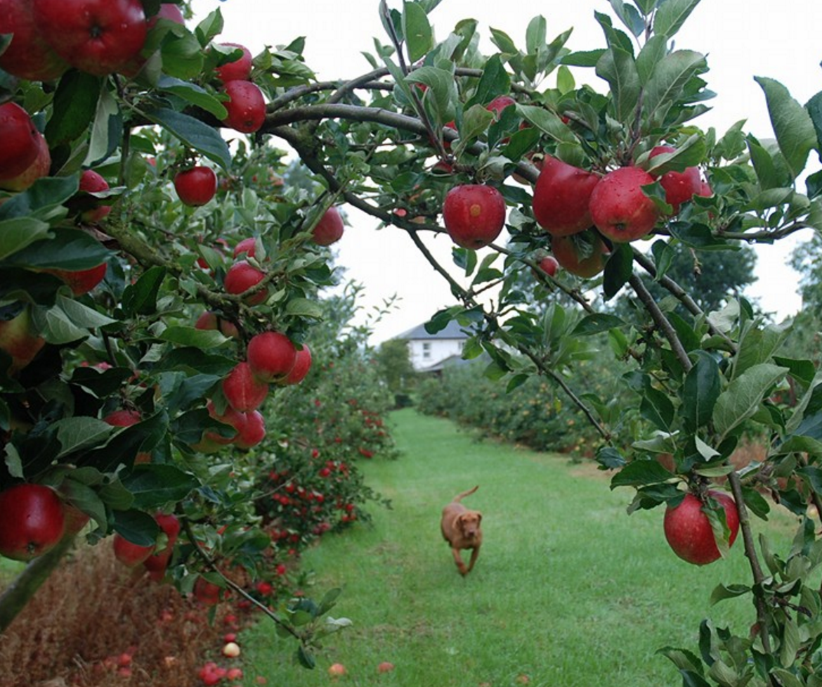 Gilbert's Orchard - YourDaysOut