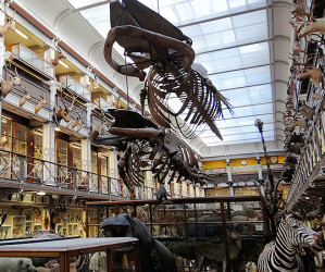 Things to do in , Ireland - National Museum of Ireland | Natural History - YourDaysOut