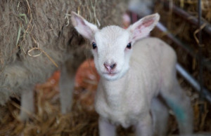 The annual Woolapalooza Farm Festival continues in Airfield House on Bank Holiday Monday. - YourDaysOut