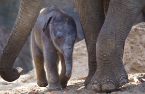 Dublin Zoo are delighted at their latest arrival. © Dublin Zoo / Facebook - YourDaysOut