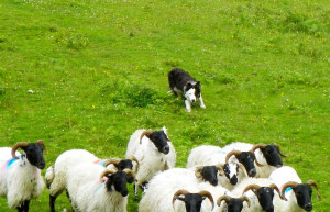 Things to do in County Galway, Ireland - Joyce Country Sheepdogs - YourDaysOut