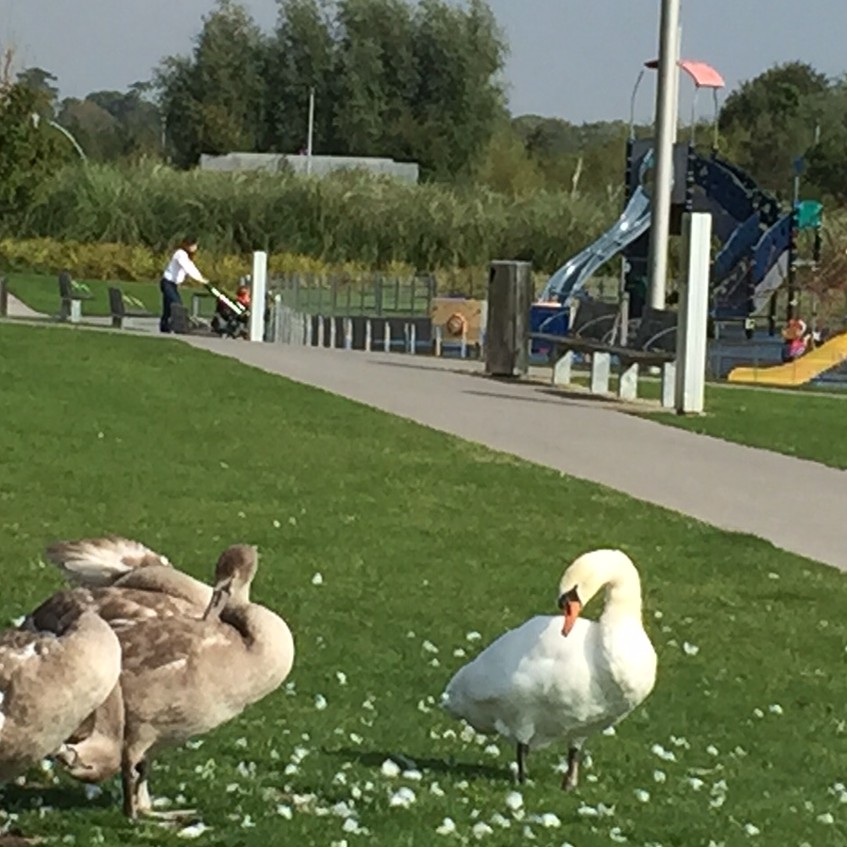 Fr. Collins Park - YourDaysOut