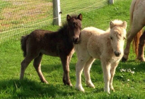 Things to do in County Mayo, Ireland - Graune Pet Farm - YourDaysOut