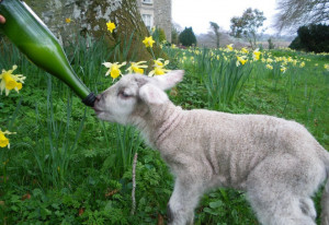 Things to do in County Kildare, Ireland - Stonebrook Farm - YourDaysOut