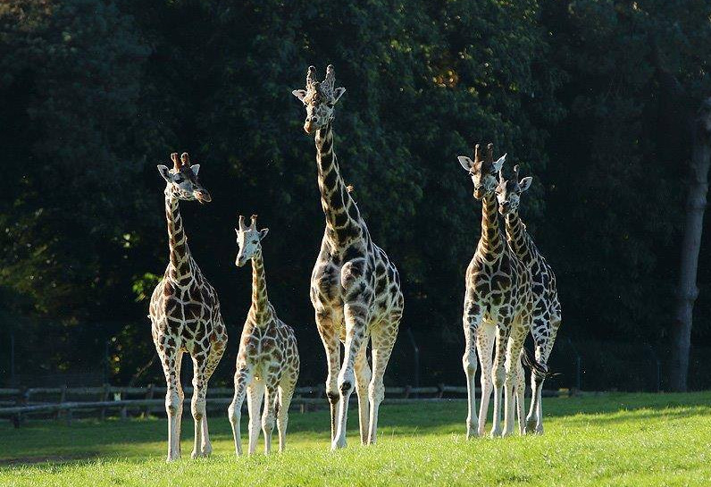 Fota Wildlife Park - YourDaysOut