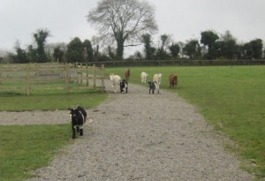 Things to do in County Kildare, Ireland - Karibu Pet Farm - YourDaysOut