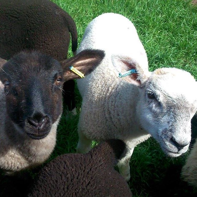 Belmont Children's Farm - YourDaysOut