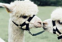 Things to do in County Galway, Ireland - Alpaca Experience - YourDaysOut