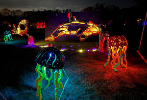 The amazing Pumpkins After Dark at Newbridge House & Farm has to be seen to be believed. - YourDaysOut