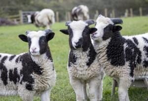 Things to do in County Dublin, Ireland - Easter at Airfield Estate - YourDaysOut