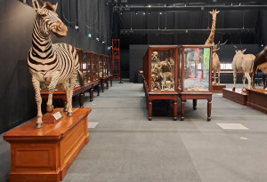 The Dead Zoo Lab at Collins Barracks. Photo: National Museum Of Ireland - YourDaysOut