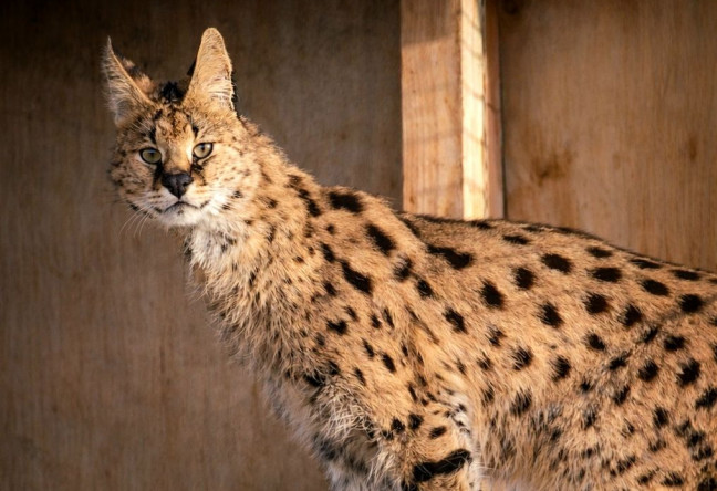 Things to do in County Wexford, Ireland - Secret Valley Wildlife Park - YourDaysOut