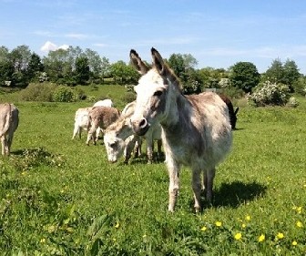 Things to do in England Oldham, United Kingdom - Lancaster Park and Animal Farm - YourDaysOut - Photo 2