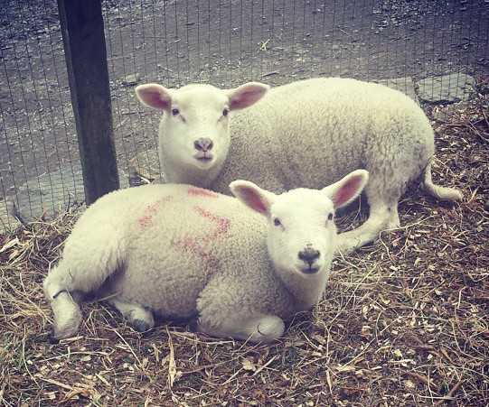 Animal Quackers Farm - YourDaysOut