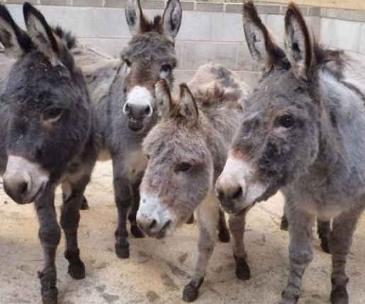 Blackpool Zoo - YourDaysOut