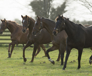 Things to do in County Kildare, Ireland - Irish National Stud & Gardens - YourDaysOut