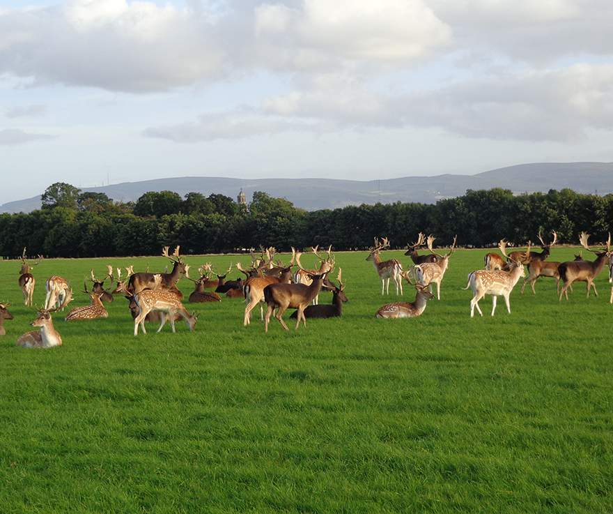 Phoenix Park - YourDaysOut