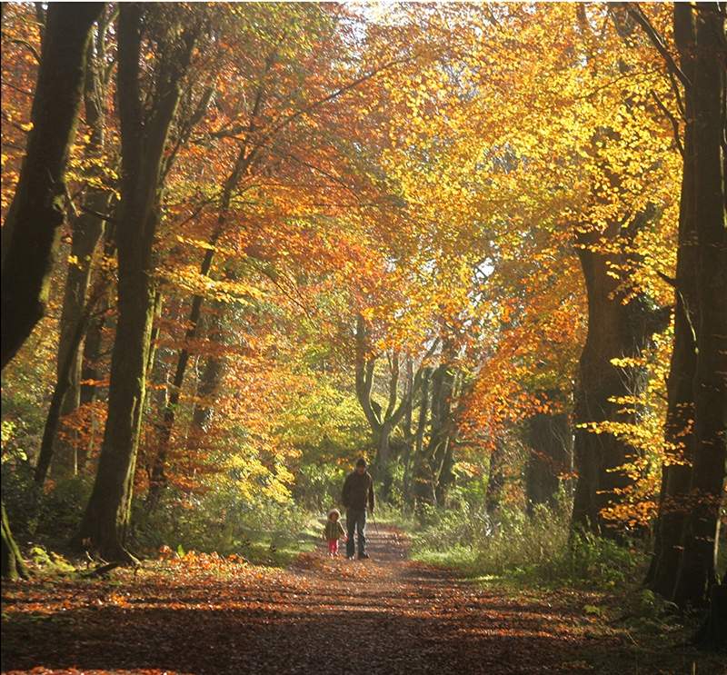 Dartry Forest - YourDaysOut