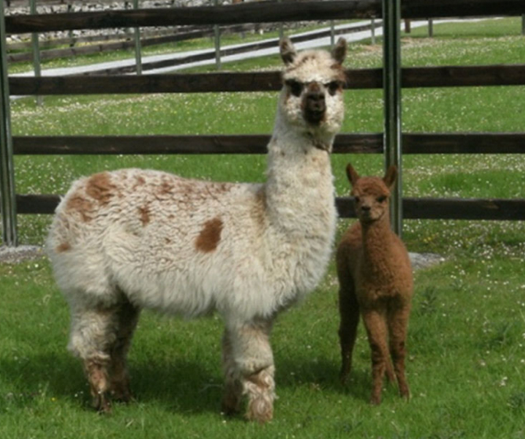 Stonehall Visitor Farm - YourDaysOut