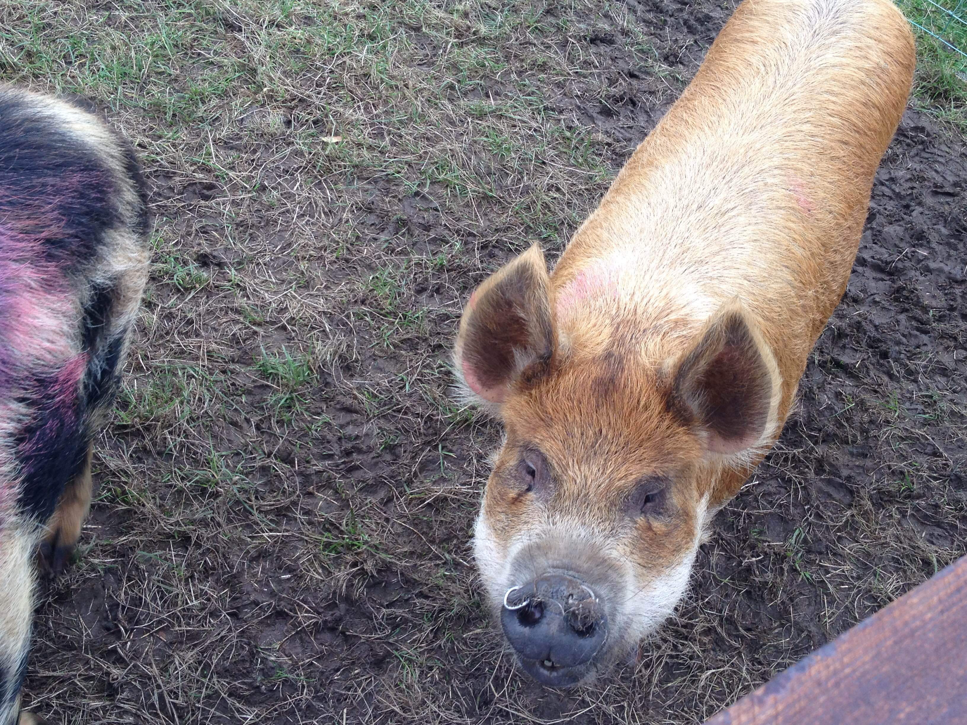 Things to do in County Tipperary, Ireland - Tearaways Pet Farm & Activity Centre - YourDaysOut - Photo 10