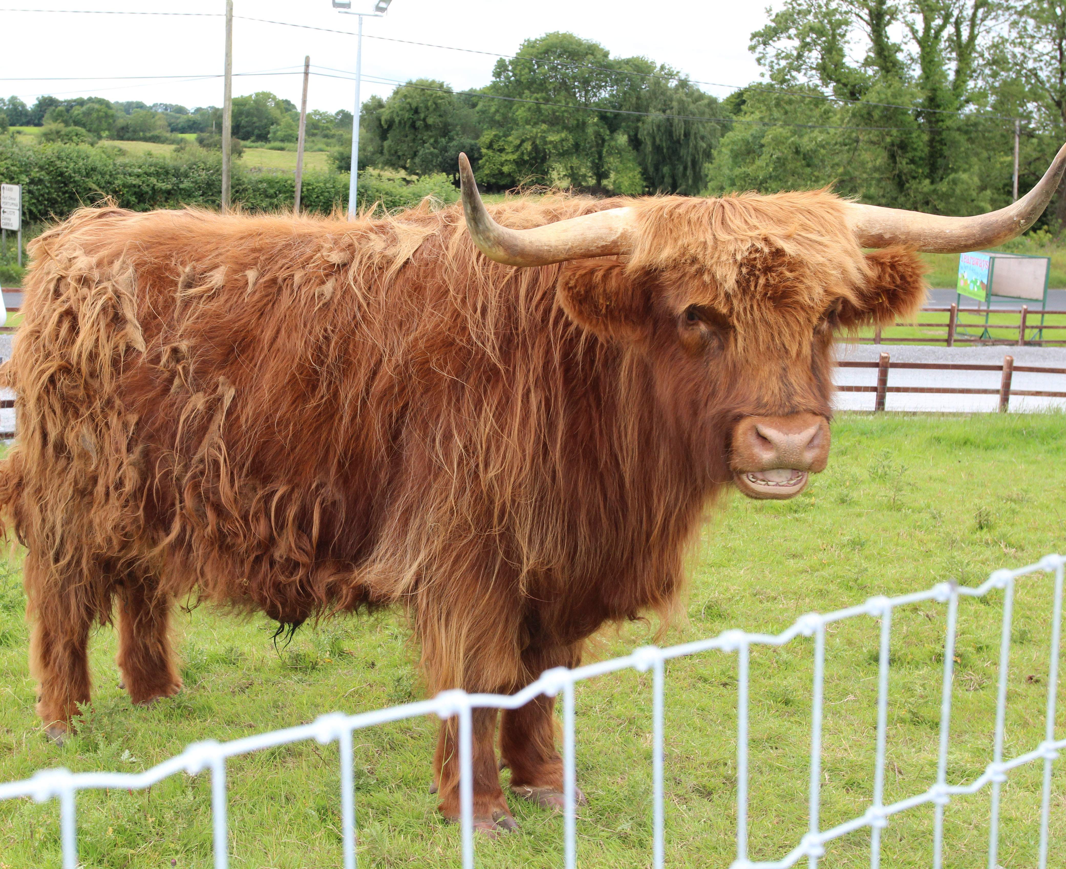 Things to do in County Tipperary, Ireland - Tearaways Pet Farm & Activity Centre - YourDaysOut - Photo 9