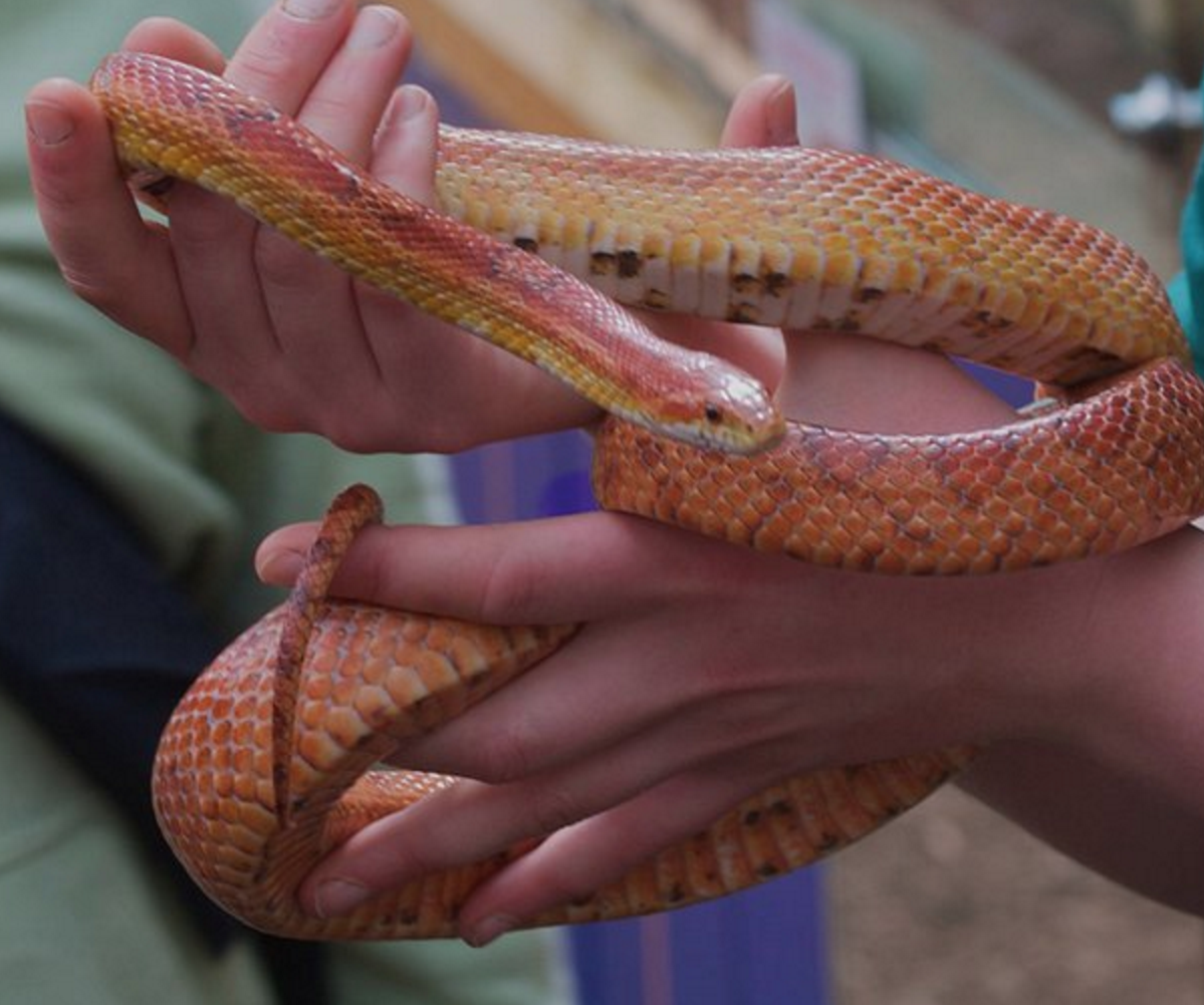 Tropical World Butterfly House & Mini Zoo - YourDaysOut