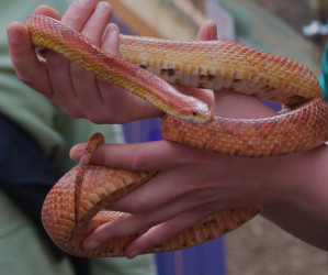 Things to do in County Donegal, Ireland - Tropical World Butterfly House & Mini Zoo - YourDaysOut