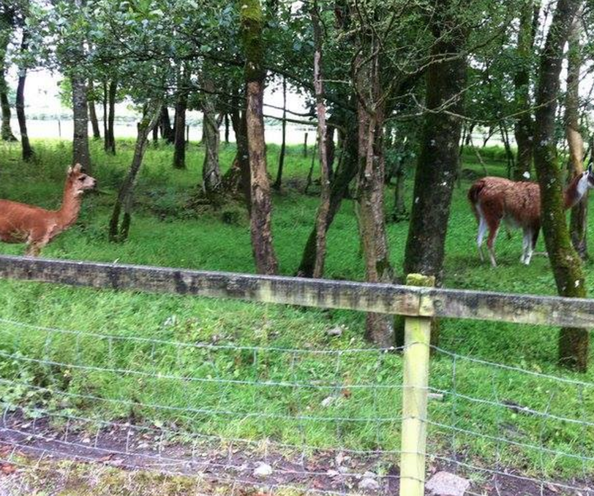 Things to do in County Galway, Ireland - Turoe Pet Farm - YourDaysOut - Photo 3