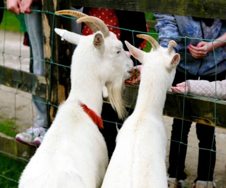 Loughwell Farm Park - YourDaysOut