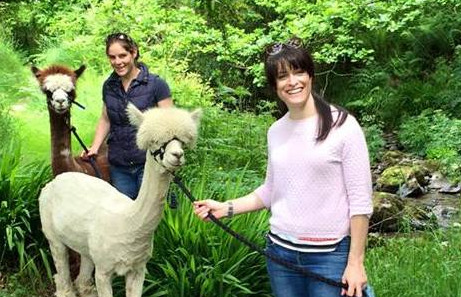 Alpaca walks - YourDaysOut