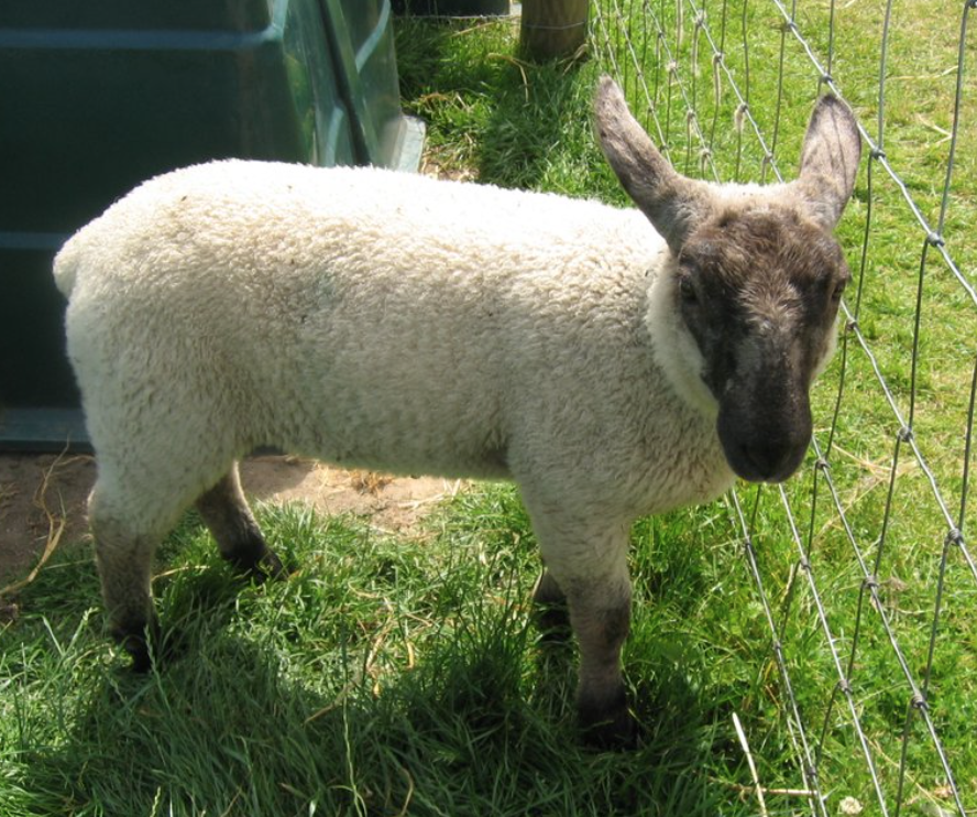 Glenroe Open Pet Farm - YourDaysOut