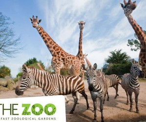 Things to do in Northern Ireland Newtownabbey, United Kingdom - Belfast Zoo - YourDaysOut