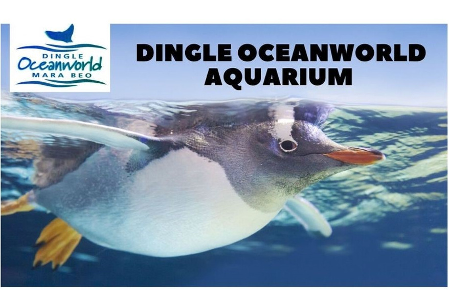 Dingle Oceanworld Aquarium - YourDaysOut