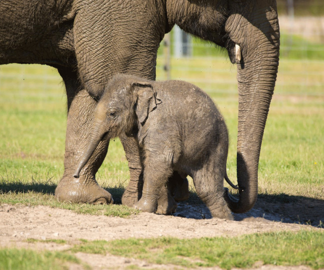 Things to do in England Dunstable, United Kingdom - Whipsnade Zoo - YourDaysOut