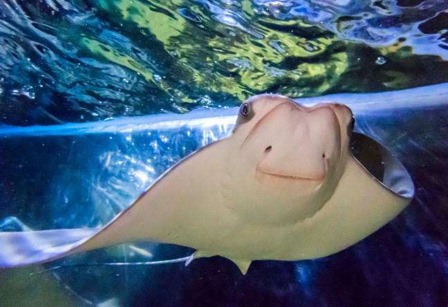 Things to do in County Wicklow, Ireland - Marine Life Aquarium, Bray - YourDaysOut